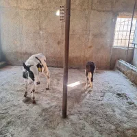 گوساله ماده سیمینتال|حیوانات مزرعه|پاکدشت, پاکدشت (مامازند)|دیوار