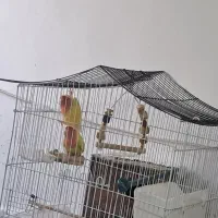 طوطی برزیلی جفت خوشرنگ|پرنده|شیراز, رکن‌آباد|دیوار