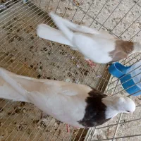 کبوتر طوقی|پرنده|خورموج, |دیوار