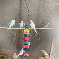 مرغ عشق
