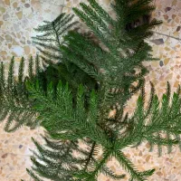 گل و گیاه|گل و گیاه طبیعی|پارسآباد, |دیوار