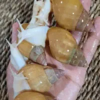 تعدادی حلزون البینا اچاتینا مولد تخم گذار