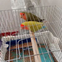 دوعدد طوطی برزیلی موولد|پرنده|ایوان, |دیوار