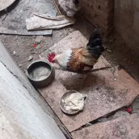 خروس و مرغ تخمی