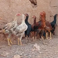 جوجه لاری 4نیم ماه|حیوانات مزرعه|تربت جام, فاز ۱ فرهنگیان|دیوار