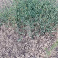 زمین-مسکونی-نبش-خیابان-در-ارمغانخانه