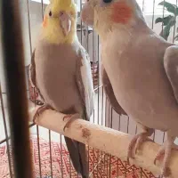 جفت عروس هلندی