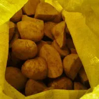 فروش 500 کیلو بذر سیب زمینی