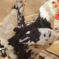 فروش بوقلمون مرغ و خروس برحما و گلین اصل نژاد