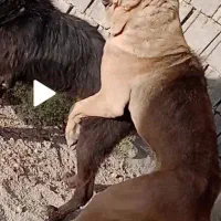 آگهی بخون|سگ|بهبهان, |دیوار