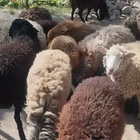 میش بره رومن  شالی بره شیری افشاری