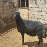فروش قوچ