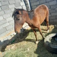 مادیان دوساله|اسب و تجهیزات اسب‌سواری|نوشین شهر, |دیوار