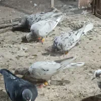 سرور ها نگ