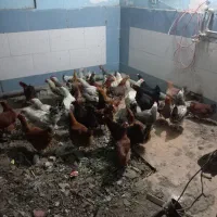 مرغ تخمگذار