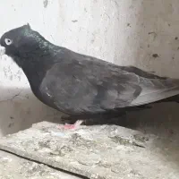 قهویی چشنوک