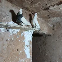طوقی|پرنده|مسجد سلیمان, |دیوار