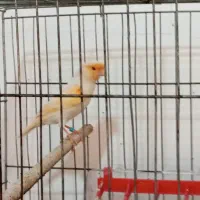 چند تا قناری نر مست