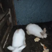 خرگوش سالم سرحال دونه 250