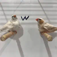 فنچ زبرا جوجه شارکول لایت بک وانگلیسی|پرنده|شیراز, امام حسین|دیوار