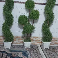 گل‌های زیبا|گل مصنوعی|شیراز, شهرک مطهری|دیوار