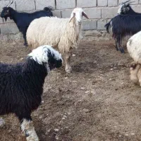 گوسفند فروشی|حیوانات مزرعه|گتوند, |دیوار