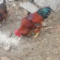 خروس ایلاتی