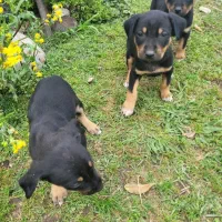 بچه سگ توله