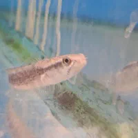 چانا و آروانا|ماهی|ساری, |دیوار