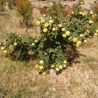 فروش به