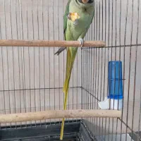 شاه طوطی دستی دستی