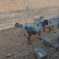 بز حیکلی