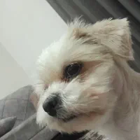 واگذاری|سگ|رباطکریم, شهرک درخشان|دیوار