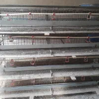 قفس نگهداری بلدرچین تخمگذار|لوازم جانبی حیوانات|خسروشاه, |دیوار