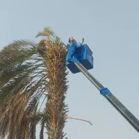 قطع وهرس انواع نخل ودرختان مزاحم