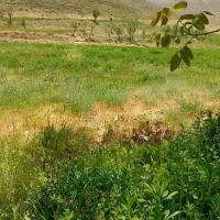 باغ فریدونشهر