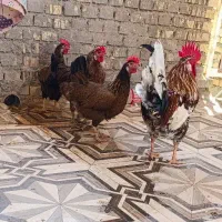 مرغ عربی