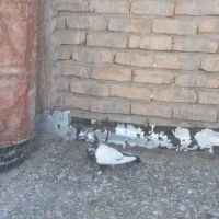 نر سینه