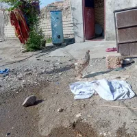مامله مرغ با مرغ عشق یا کتوله|پرنده|ایرانشهر, |دیوار