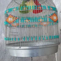 قفس گرد طرقه