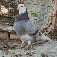 یه جفت شازده