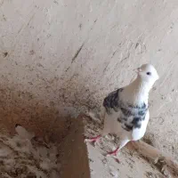 طوقی|پرنده|خزل, |دیوار