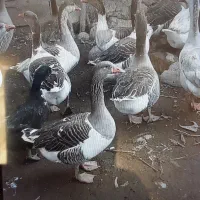 غاز و غاز قو