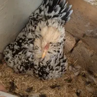 مرغ گلین