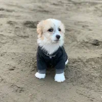 سگ شیتزو مالتیز|سگ|سرخرود, |دیوار