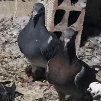 جوجه دوبر