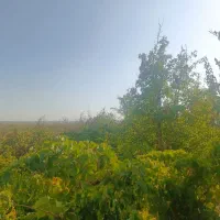 باغ انگور|فروش زمین و ملک کلنگی|نیشابور, فضل|دیوار