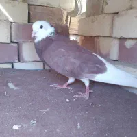 کبوترگم شده