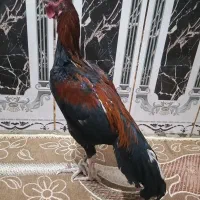 خروس قرمز|حیوانات مزرعه|سراوان, |دیوار