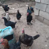 مرغ|حیوانات مزرعه|مرند, |دیوار